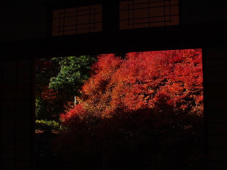 安国寺どうだんつつじ